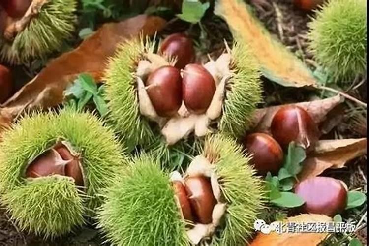 三角梅发芽后施什么肥