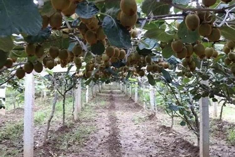 甜瓜授粉15天后冲平衡肥还是高钾肥好？