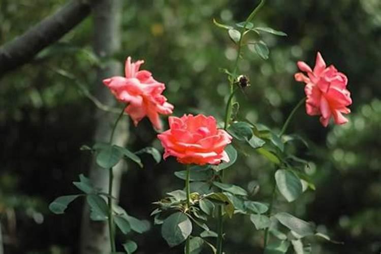 盆栽月季花要施什么肥,一般什么时候施肥？
