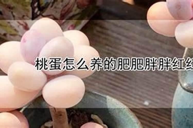 桃蛋怎么养的肥肥胖胖红红的 桃蛋的养殖方法