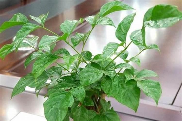 芸苔素内酯可以滴灌冲施吗一亩地冲是多少？