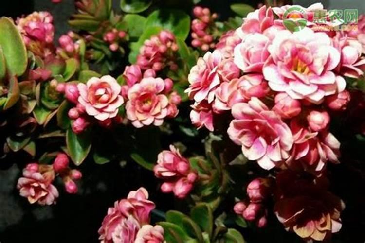 长寿花施什么肥好