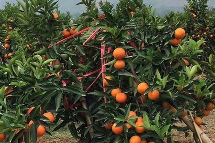 果树缺钙用什么肥料最适合