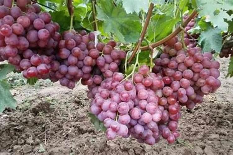 栀子花用什么肥料