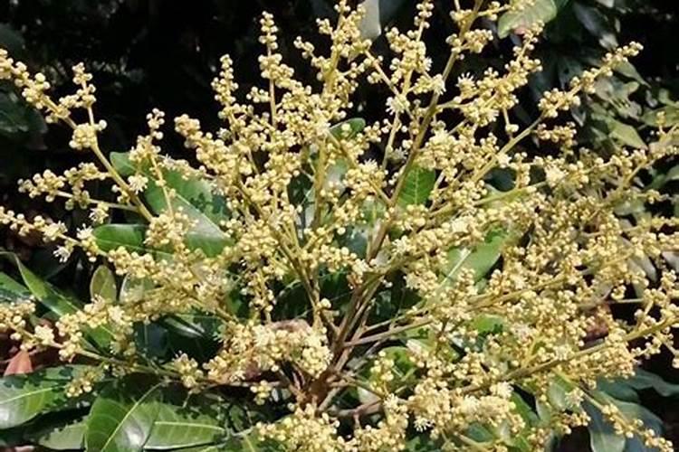 龙眼树什么季节追肥,修剪,稼接？