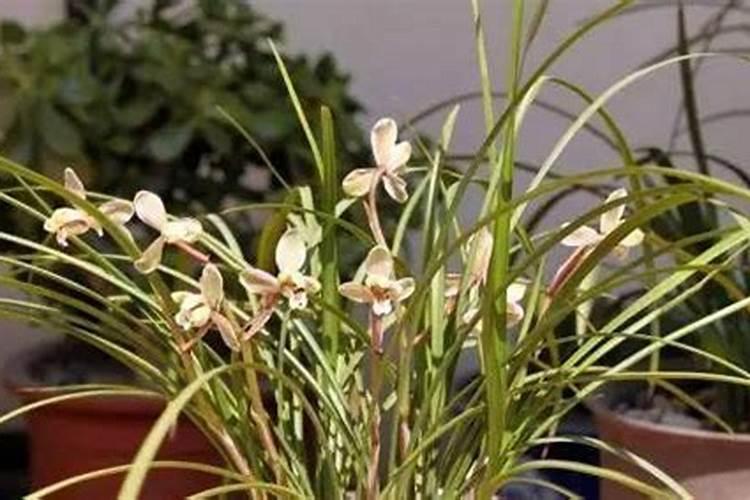 兰花肥料用什么好