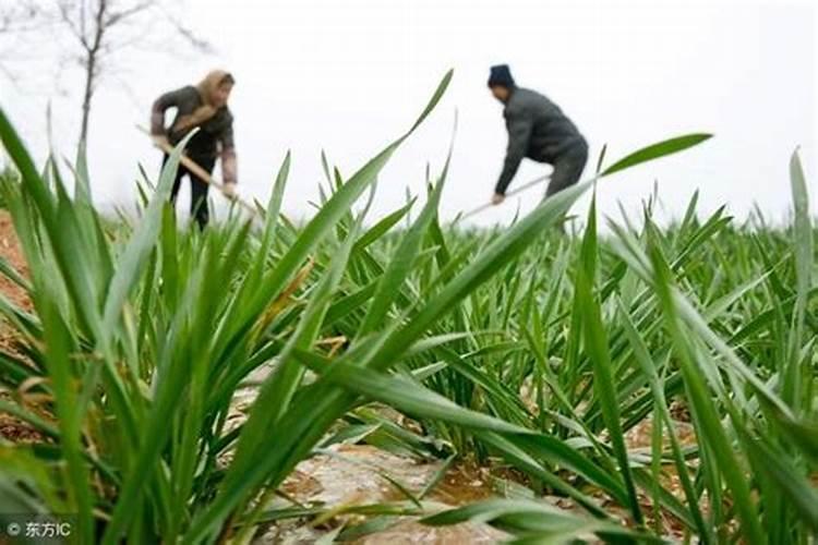 什么时候施肥最好 什么时候给花施肥最好