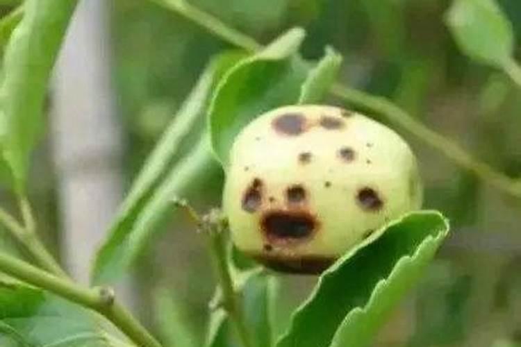 速效磷肥有哪些