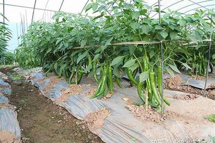 辣椒增产为啥打叶面肥？用什么叶面肥更增产