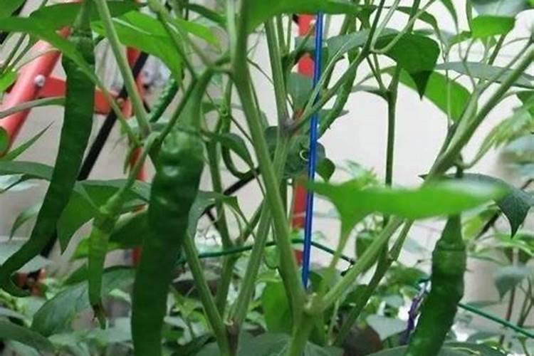 水溶肥料的密度是多少