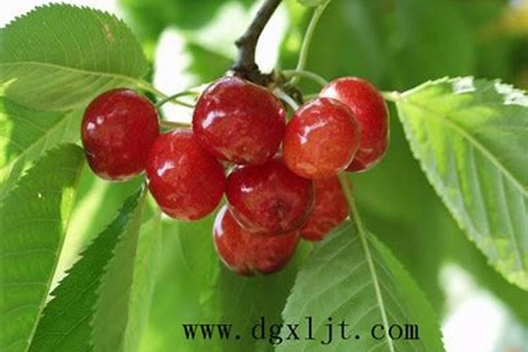 香芹催芽方法 怎么给香芹催芽