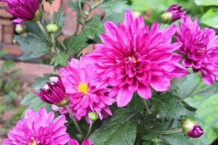 月季施什么肥开花最好