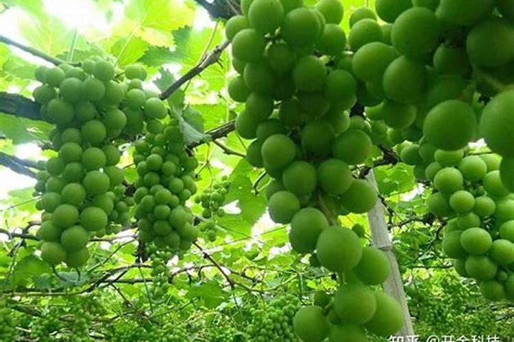 如何施用微量元素肥料才会更好