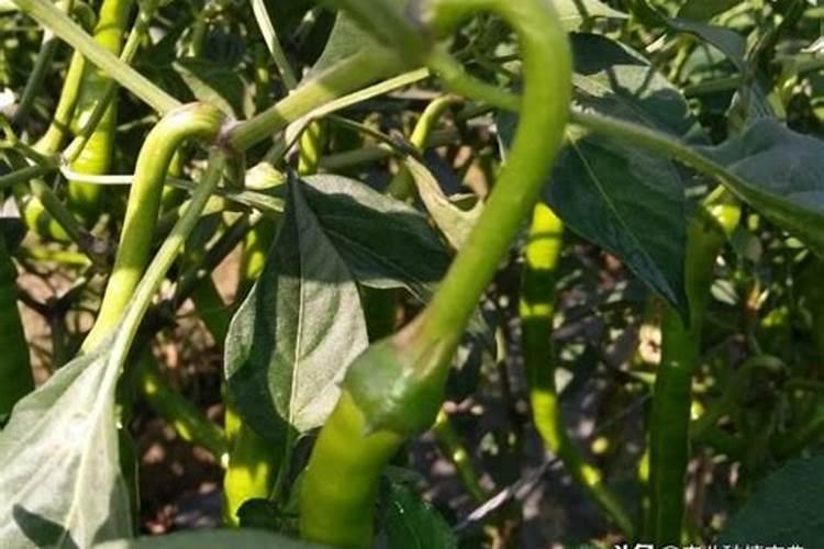 怎么养白掌 白掌用什么肥料最好