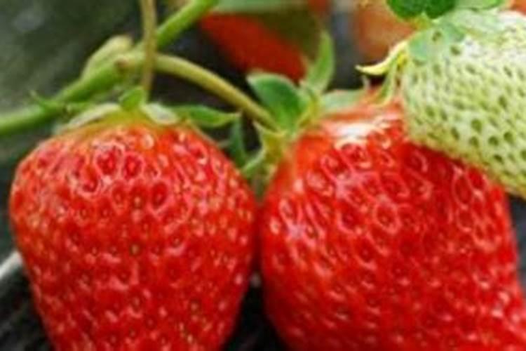 种蓝莓用什么肥料好