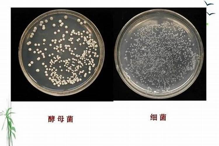 鱼缸壁上有白色附着物怎么办