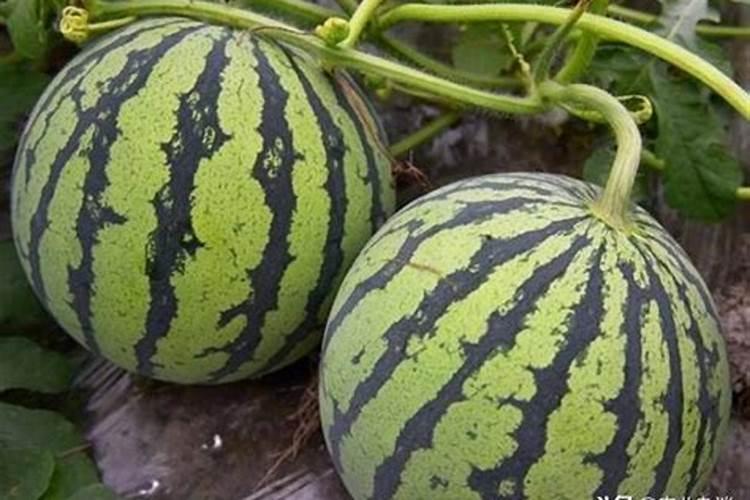 磷肥适合哪些蔬菜
