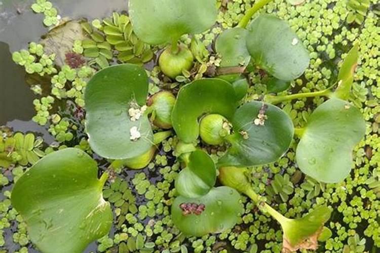 家养水葫芦怎么养