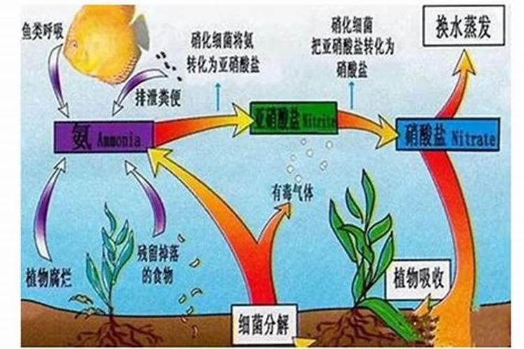水葫芦的生长习性