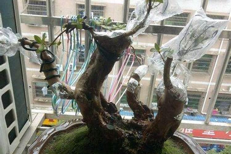 花肥排行榜前十名肥品牌