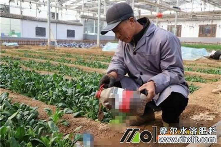 新种在外面的石榴树需要每天浇水吗昨天刚刚移栽的大果石榴树需要每天浇 ...