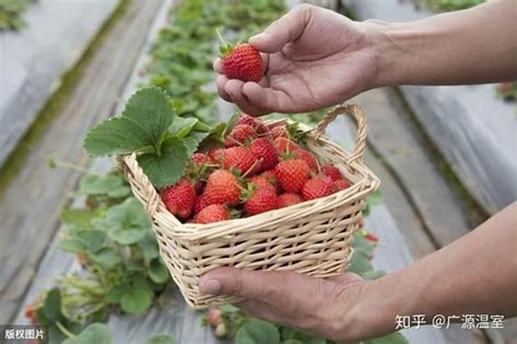 草莓各个时期的施肥方案草莓施肥时间和方法