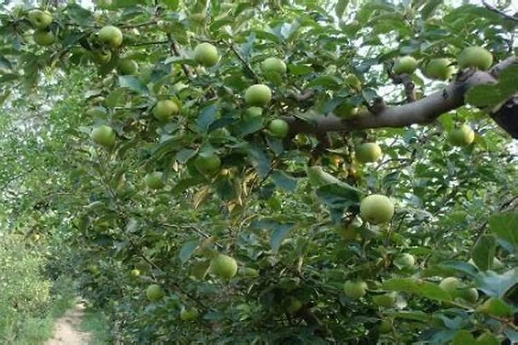 果树叶面肥喷施八注意 种果树需要注意什么