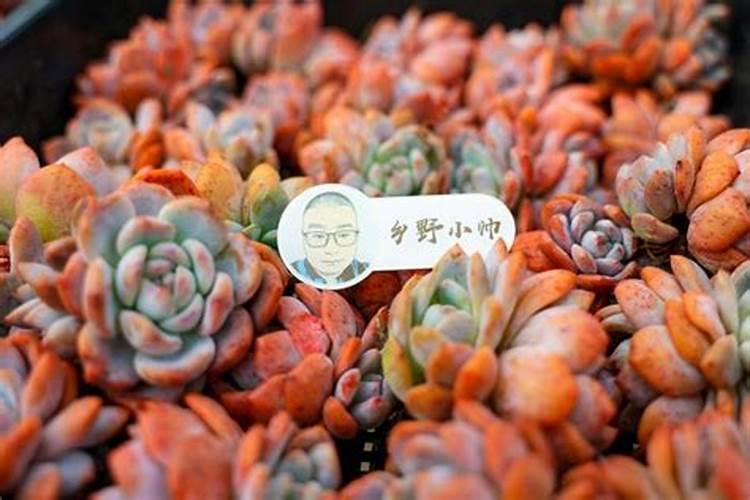 碳酶海藻鱼蛋白什么时候使用最好