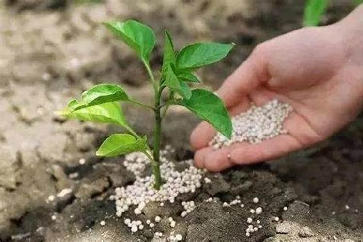 植物营养液属于化肥吗？