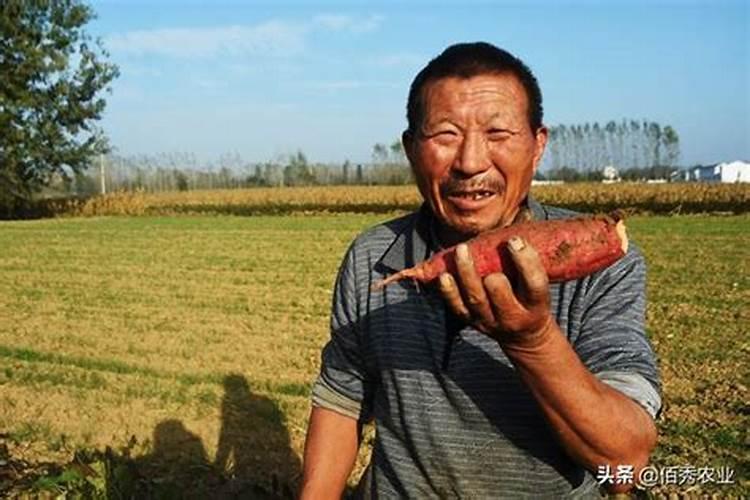 用磷酸二氢钾给红薯控旺是灌根好还是喷叶好？浓度是多少？