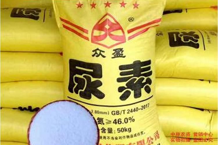 直径25cm的香柚树价值多少