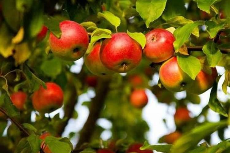 植物冬天可以施肥吗 需要注意什么