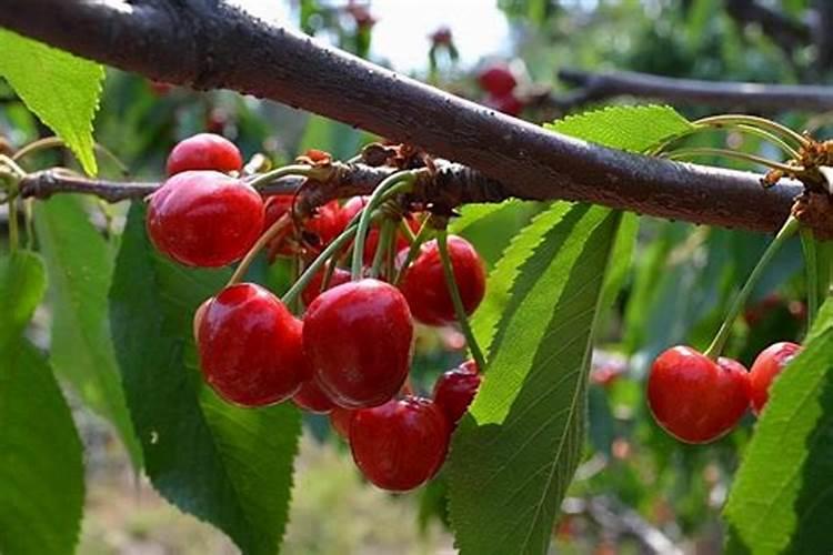 大樱桃裂果原因及解决方法