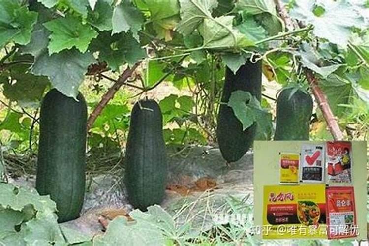 鱼蛋白桶肥对作物效果好处,鱼蛋白桶肥功能和效果