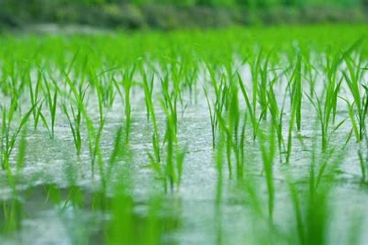 水稻打叶面肥是早上好还是下午好？