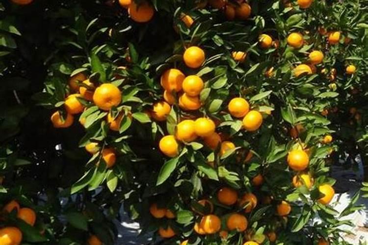 西红柿开花结果期怎么施肥和管理