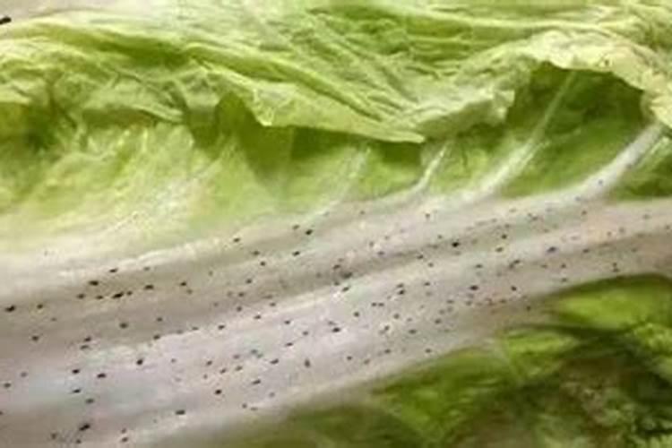 大白菜呈现出黑点是怎么个道理,还能不能拿来吃呢？