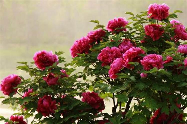 牡丹花春天什么时候施肥