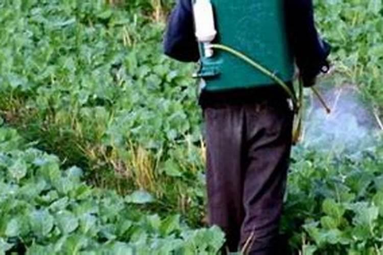 大蒜锈病用什么药效果最好(打药防治黄锈病其实很简单)