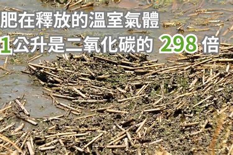温室种植辣椒一亩地产多少辣椒？