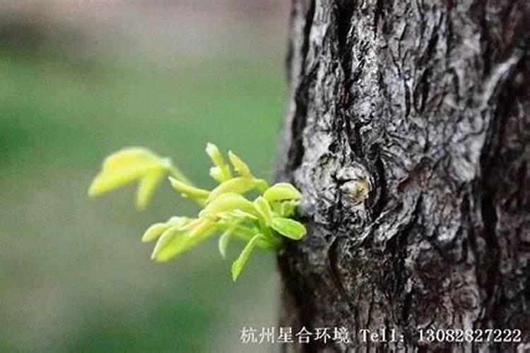 昨天下午刚给葡萄打了叶面肥今天下雨有效果吗