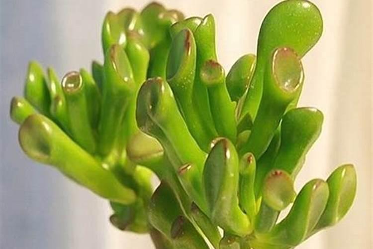 施什么肥可以促进开花施什么肥能促进开花