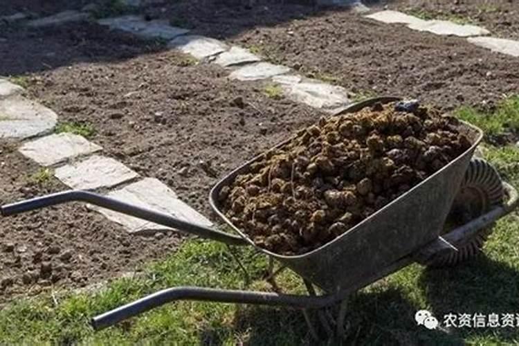 在养花时如何使用磷肥