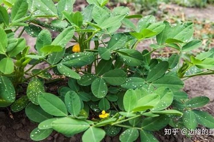 梅花用什么肥料最好