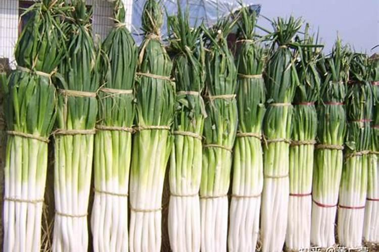 大葱种植高产施肥技巧大葱种植高产施肥应该怎么做