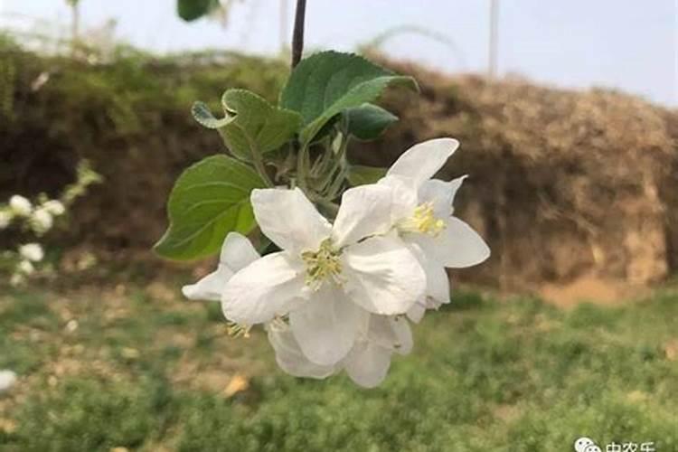 果园种植白花三叶草有什么好处 怎么种