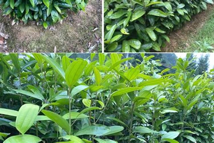 芹菜为什么不能连续种植技术