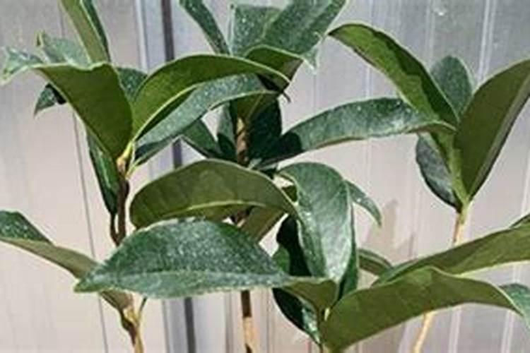 玉桂种植方法