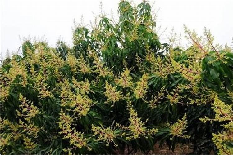 喷管可以用于打农药吗