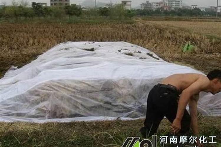 辣椒什么时候补钙最好